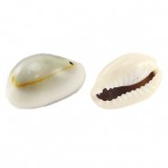 Cowrie shell beads Ivory grey