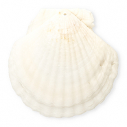 Shell pendants specials scallop White