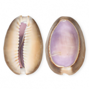 Shell pendants specials cowrie Purple-Brown