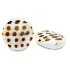 Shell beads 20mm White Brown
