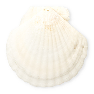 Shell pendants specials scallop White
