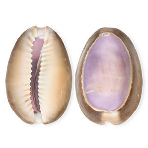 Shell pendants specials cowrie Purple-Brown